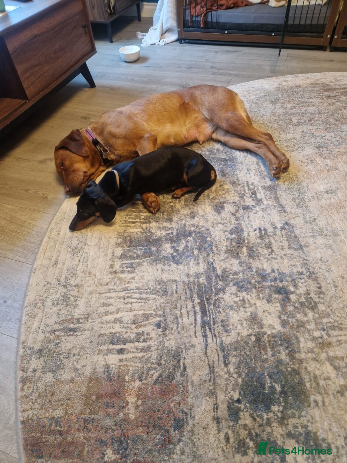 Dachshund dogs for sale: Female in Doncaster - Advert 1