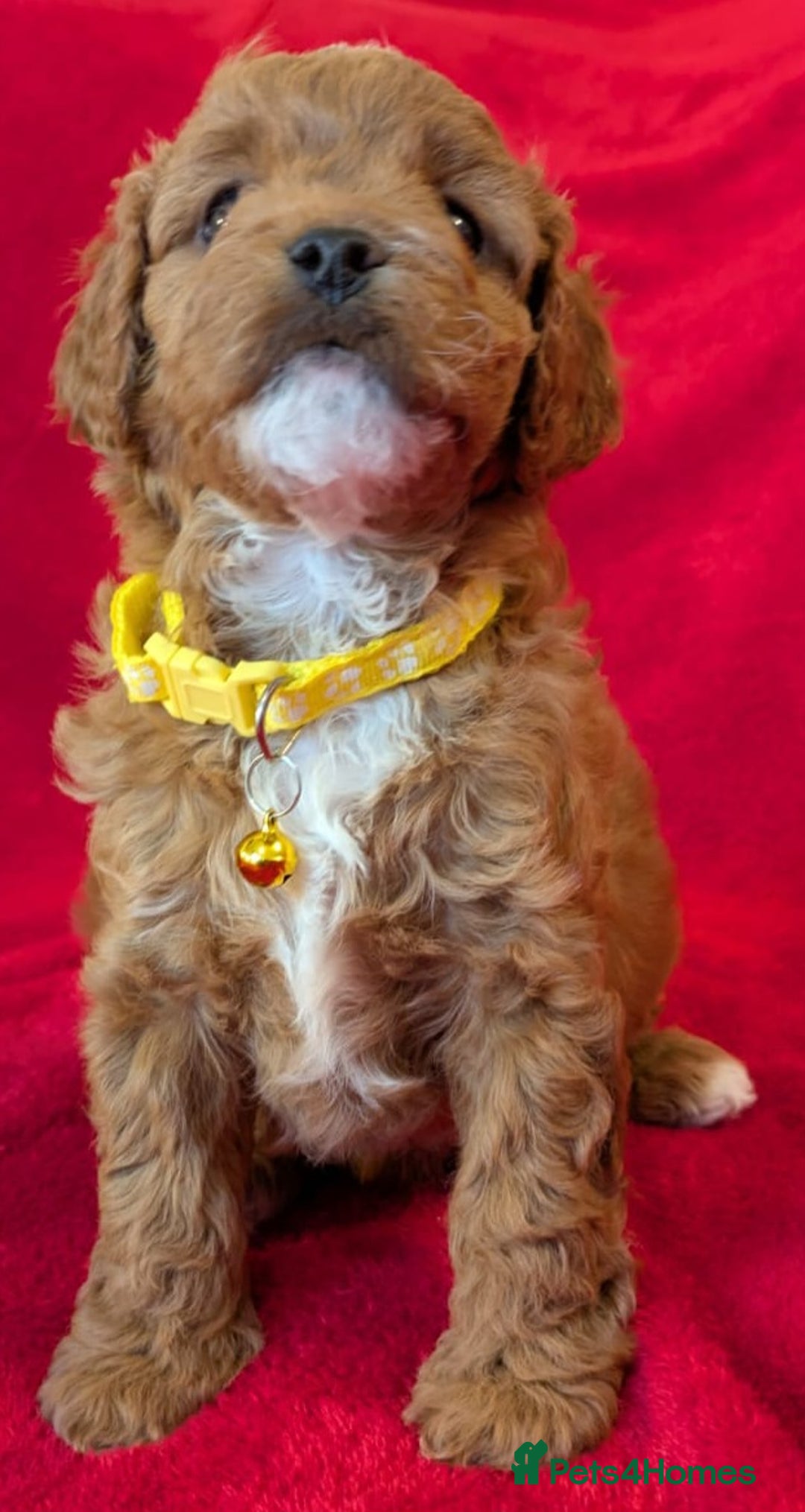Cavapoo dogs for sale: F2 Cavapoo, Dog breeding license - Advert 23
