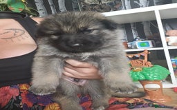 German Shepherd dogs for sale: 8 Beautiful fluffy German Shepherd pups  - Image 11
