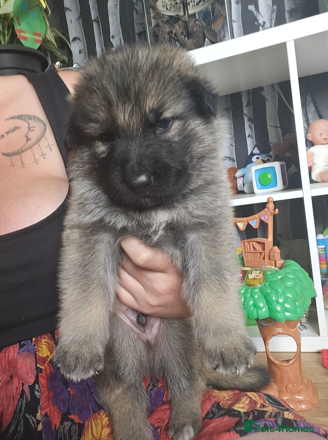 German Shepherd dogs for sale: 8 Beautiful fluffy German Shepherd pups  - Image 11