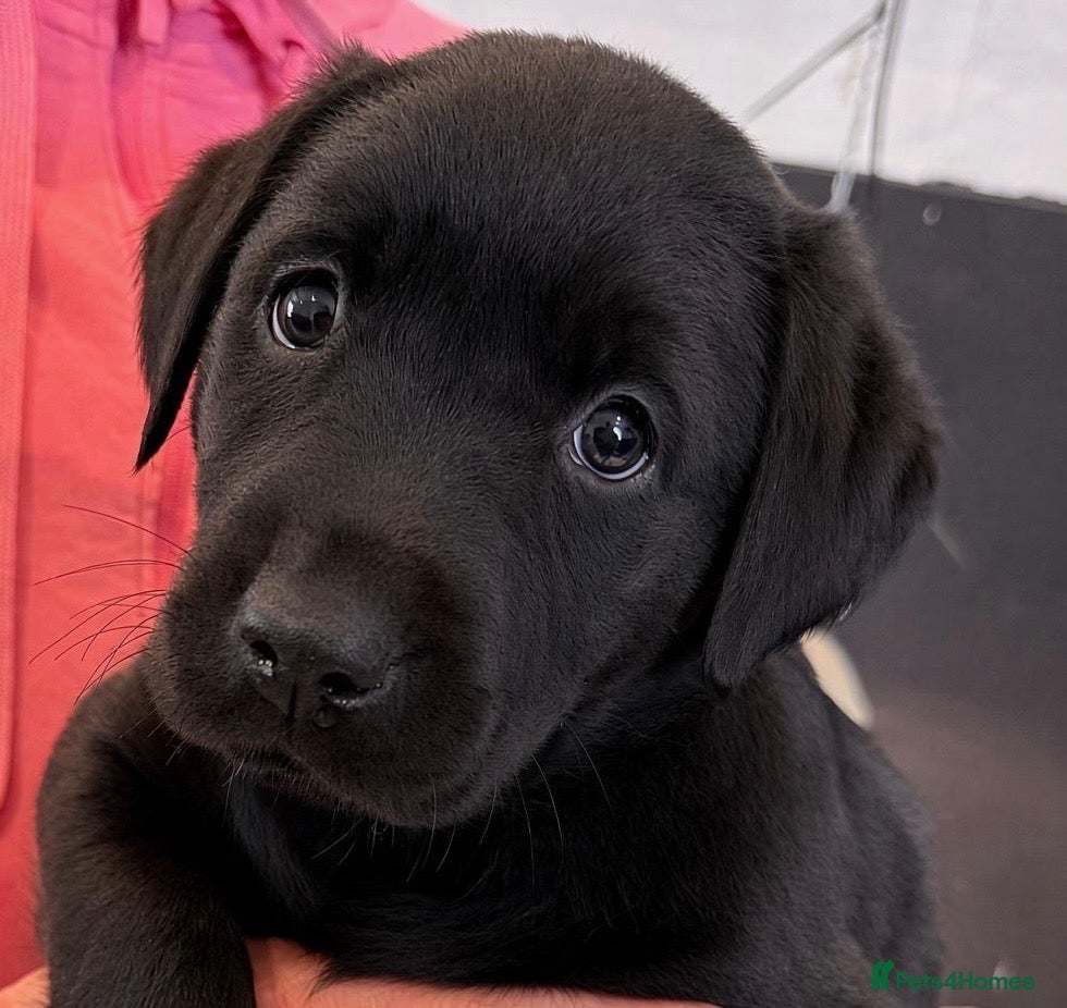 Labrador Retriever dogs Curious and playful Black Labrador Puppies - Advert 1