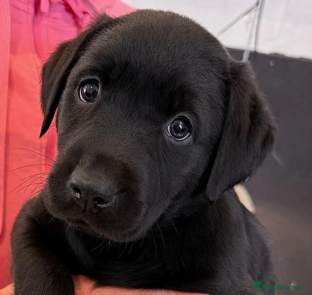Labrador Retriever dogs for sale: Curious and playful Black Labrador Puppies in Crieff - Advert 1