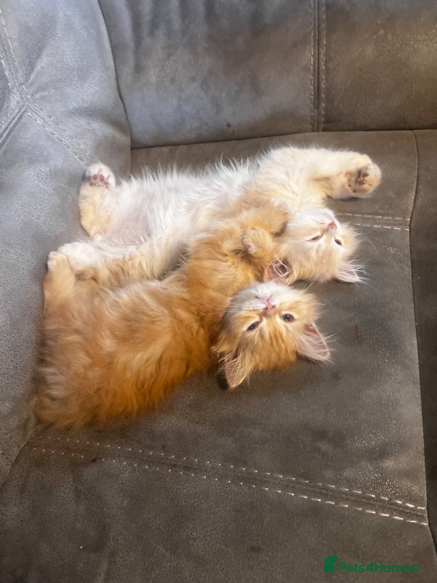 Persian cats 🌸ONLY 2 PERSIANS LEFT 🌸 - Advert 2