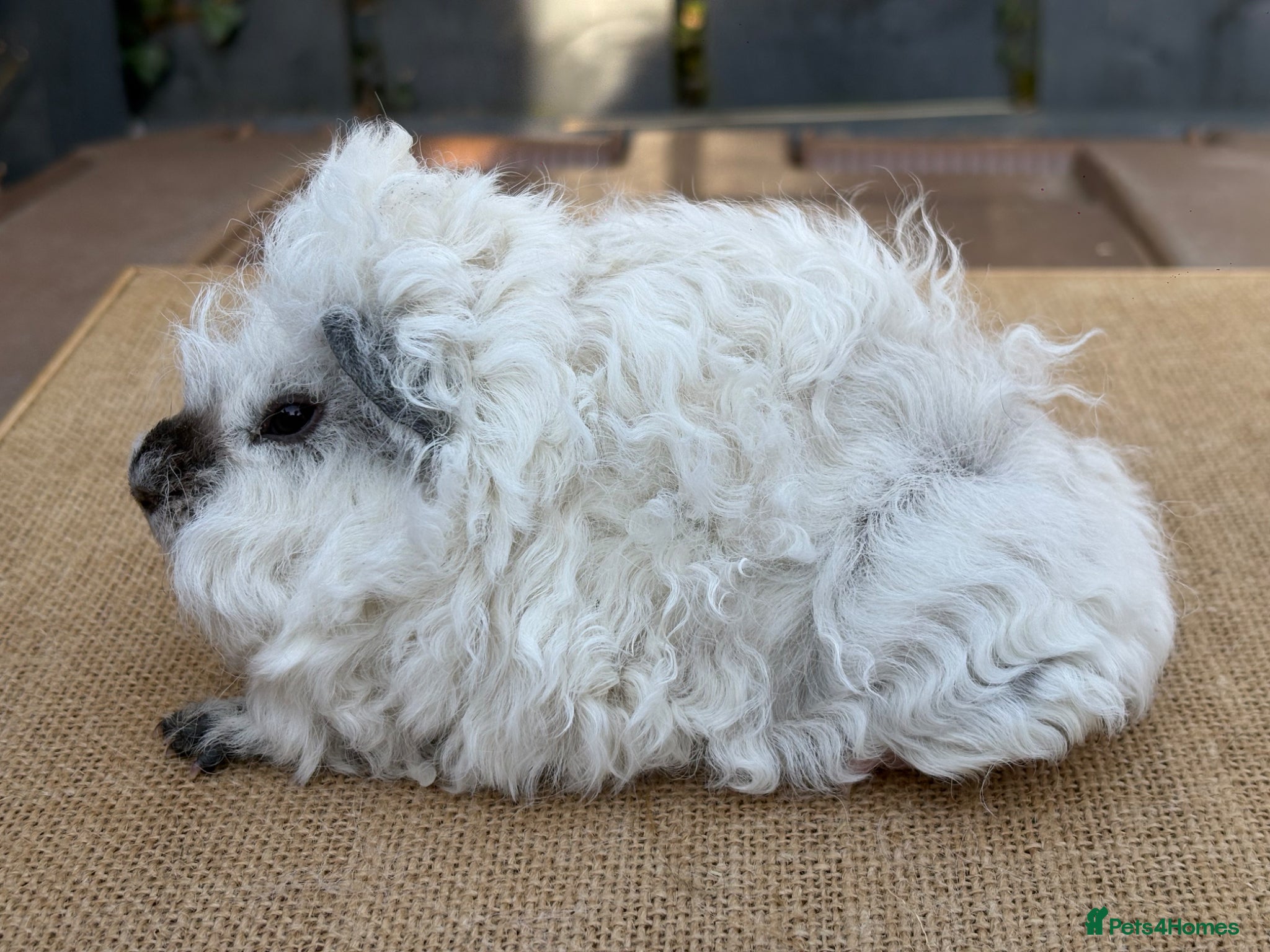 Guinea Pig rodents Lunkarya guinea pigs - Advert 8