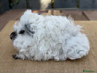 Guinea Pig rodents Lunkarya guinea pigs - Advert 8