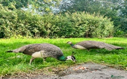 Peafowl poultry for sale: Breeding Age Peahen  - Image 2