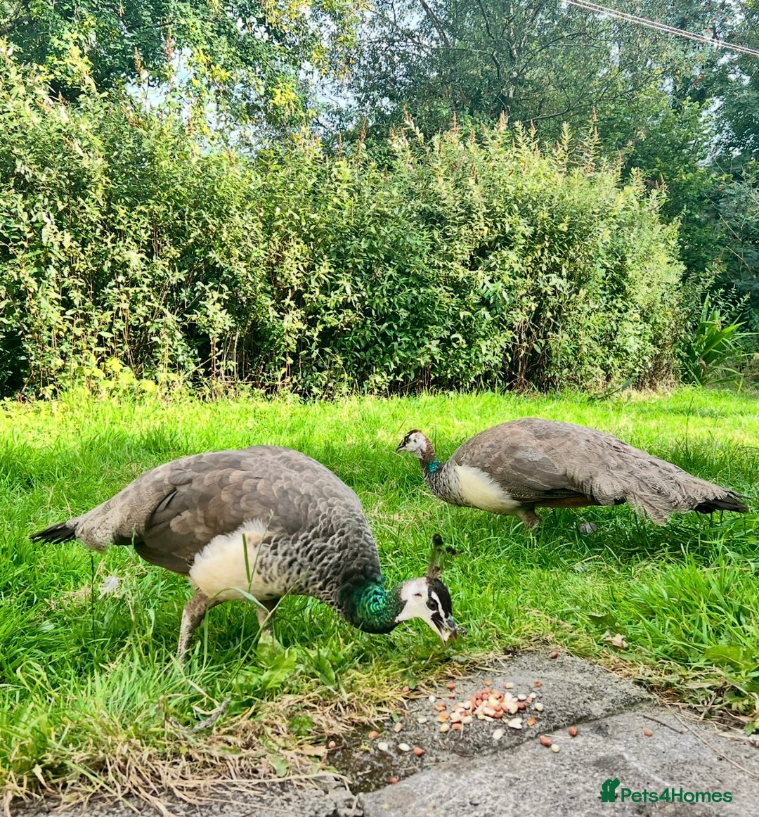 Peafowl poultry for sale: Breeding Age Peahen  - Image 2