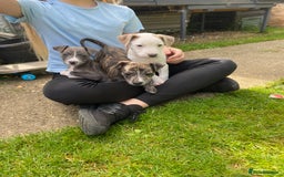 Mixed Breed dogs for sale: Staffordshire bull terrier cross whippet ready now - Image 9