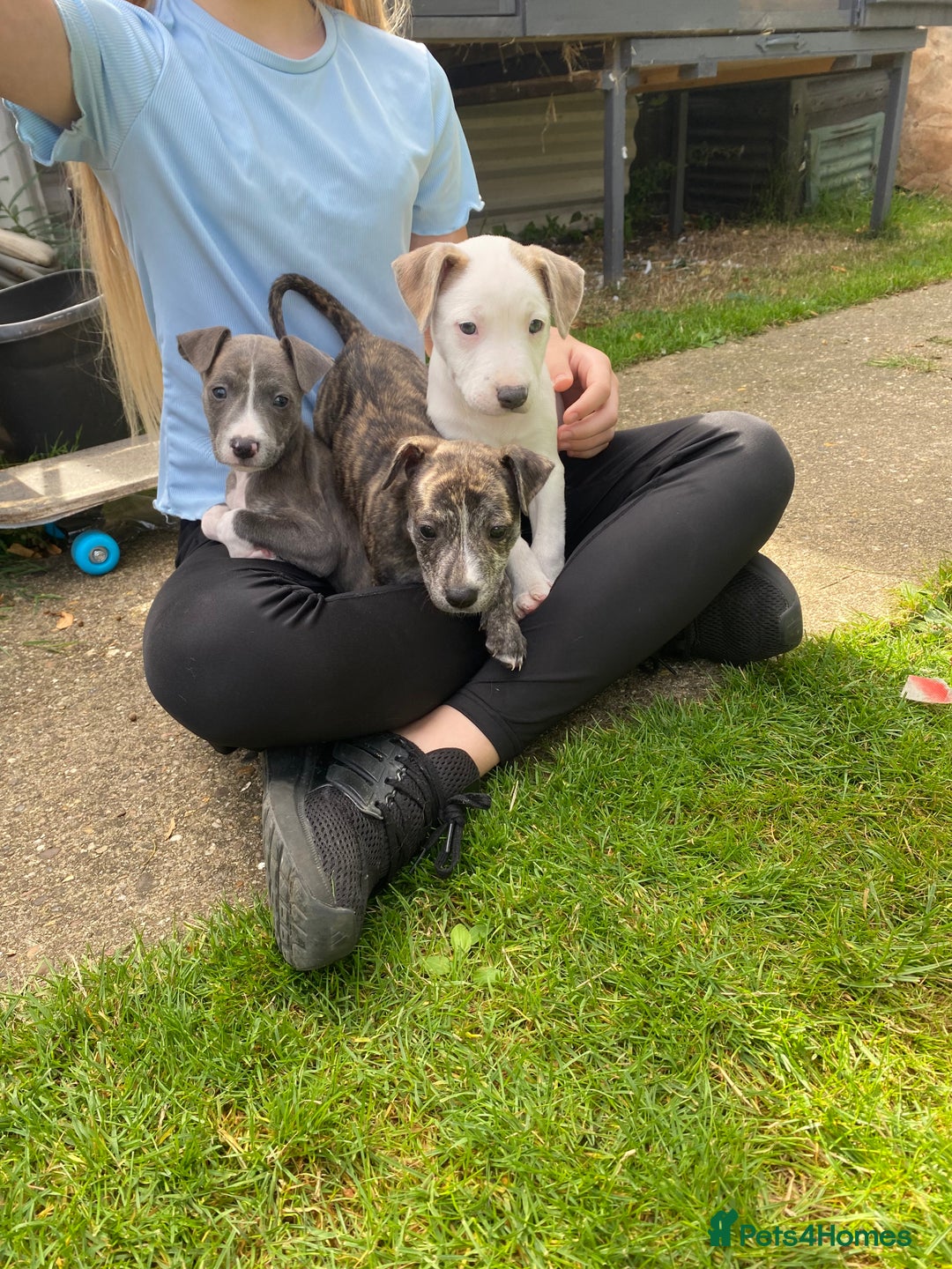 Mixed Breed dogs for sale: Staffordshire bull terrier cross whippet ready now - Image 9