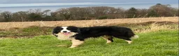 Border Collie dogs for sale: Classic Long Coated Border Collie Pups - Advert 1
