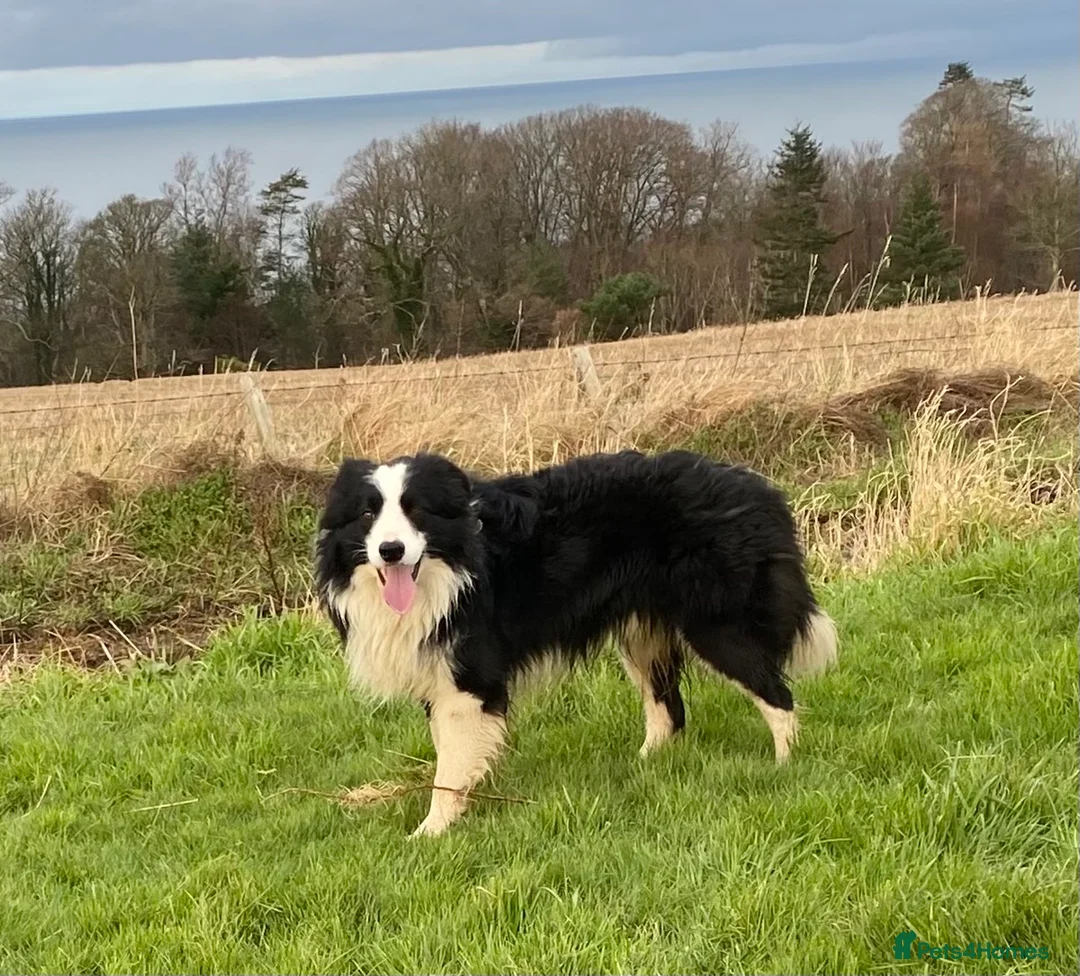 Border Collie dogs for sale: Classic Long Coated Border Collie Pups - Advert 1