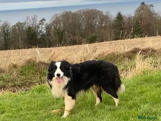 Border Collie dogs Classic Long Coated Border Collie Pups - Advert 2