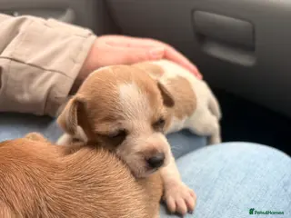 Jack Russell dogs Jack Russell - Advert 1