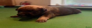 Belgian Shepherd Dog 3