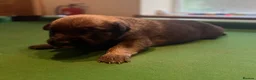 Belgian Shepherd Dog dogs for sale: Belgian Malinois/Shepherd - Advert 2