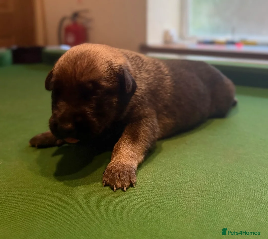 Belgian Shepherd Dog dogs for sale: Belgian Malinois/Shepherd - Advert 2