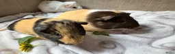 Guinea Pig rodents for sale: Sweet Baby Guinea Pigs for sale  - Advert 5