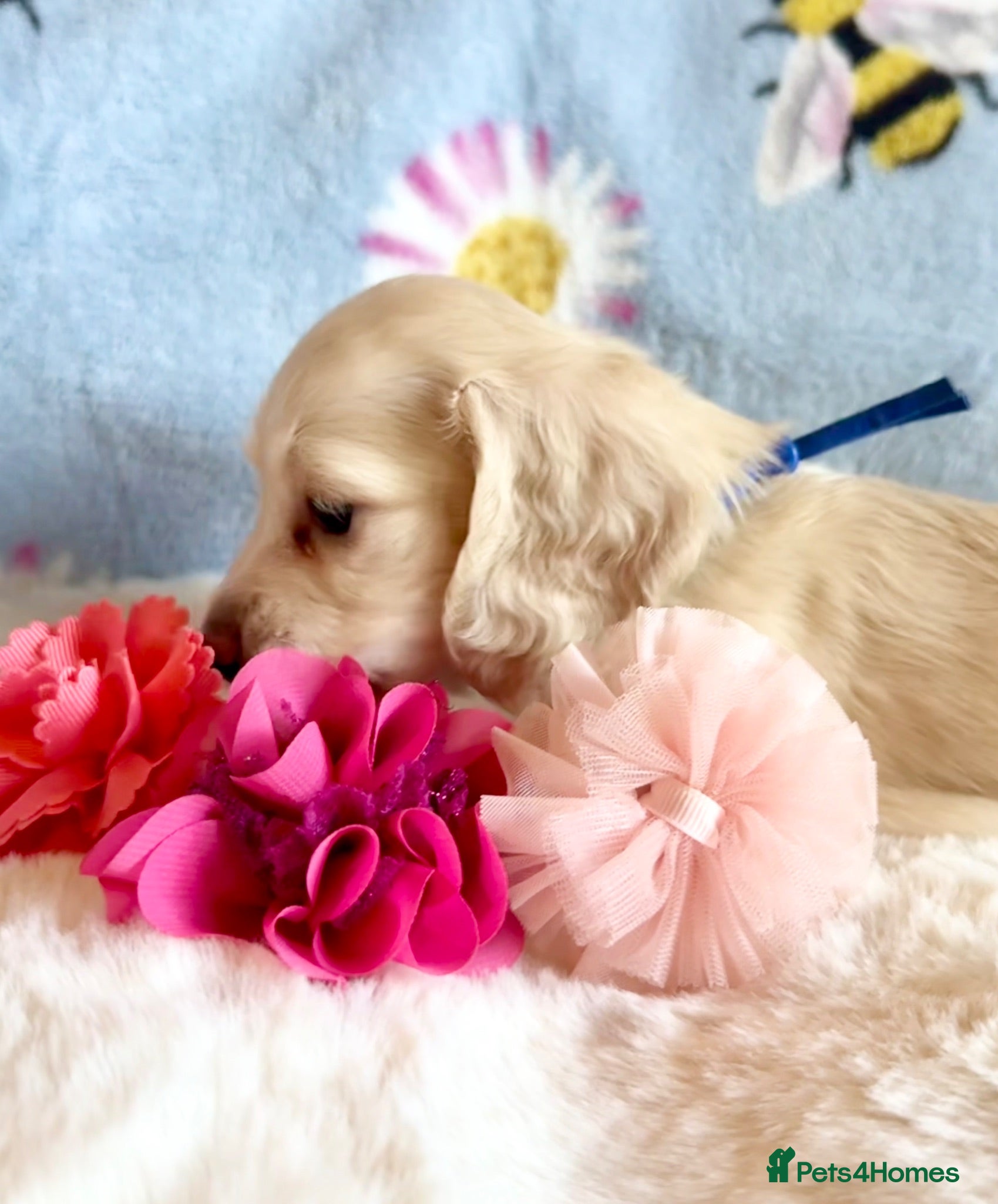 Miniature Dachshund dogs Ready now light cream tiny miniature dachshunds - Advert 2