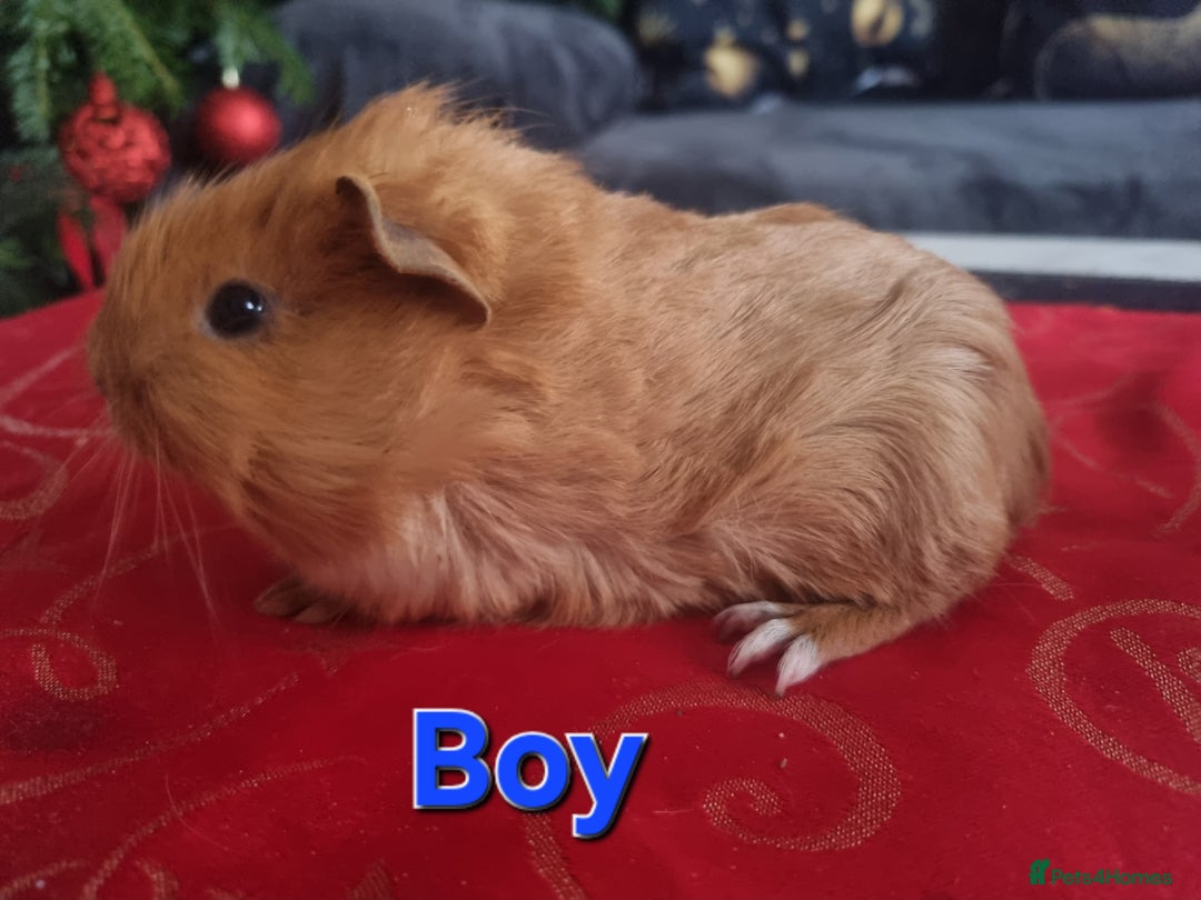 Guinea Pig rodents for sale: Guinea pigs for sale £25 each  - Advert 3