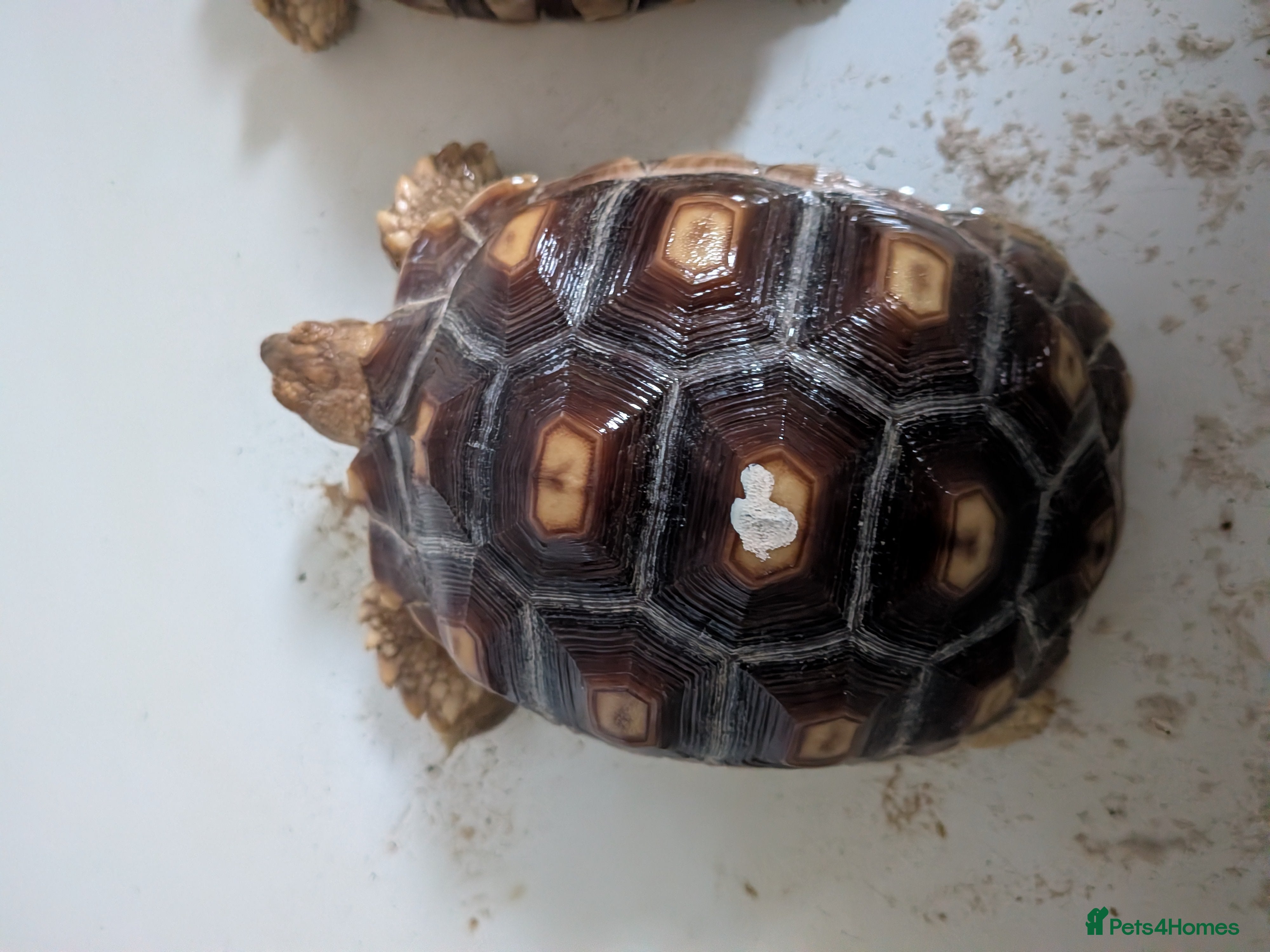 Tortoise reptiles 2 x 1 year old sulcata tortoises sold Separately  - Advert 1