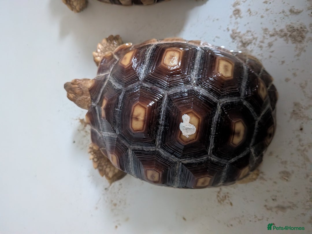 Tortoise reptiles for sale: 2 x 1 year old sulcata tortoises sold Separately  - Advert 1