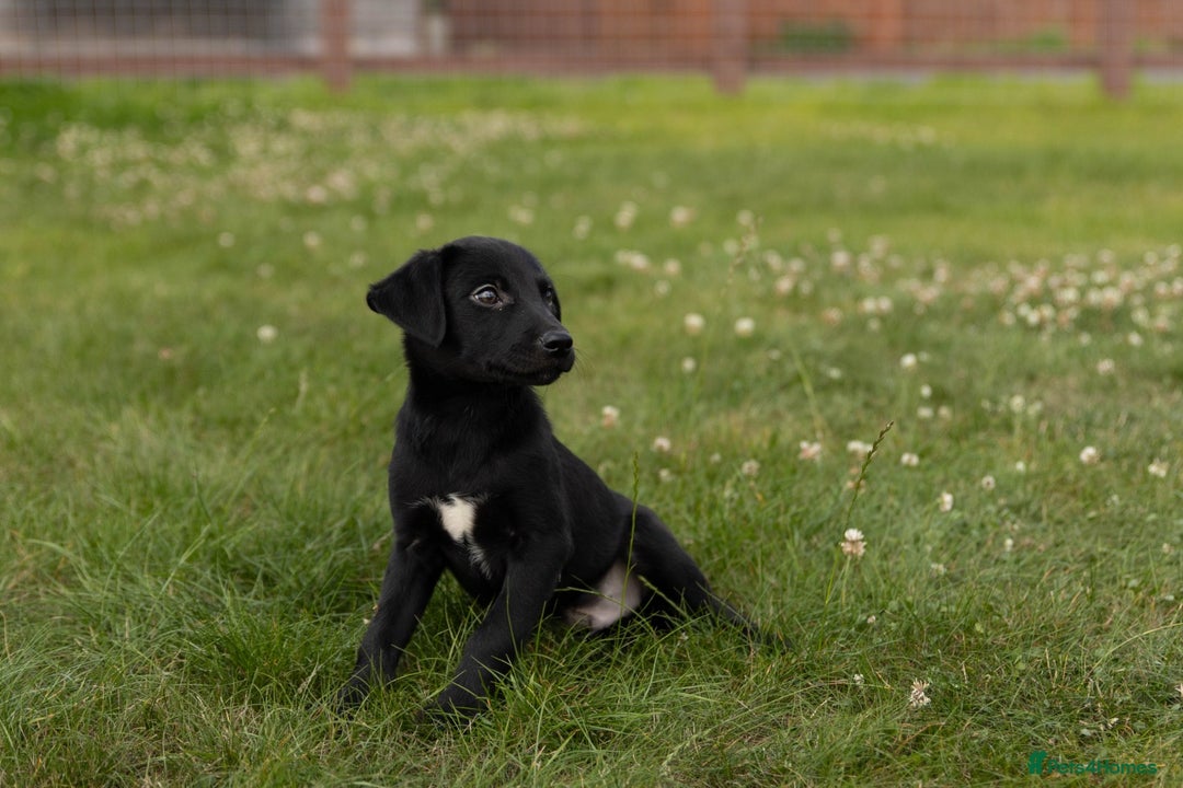 Borador dogs for sale: 🐶 Labrador x Border Collie Puppies – Ready Now!  - Image 6