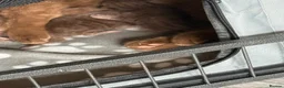 British Shorthair cats for sale: British shorthair cinnamon brown Kittens  - Advert 11