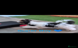 Biewer Terrier dogs for sale: Biewer - Image 19