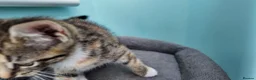 Mixed Breed cats for sale: 🐱 3 Beautiful Friendly Tabby Kittens in Milton Keynes - Advert 26