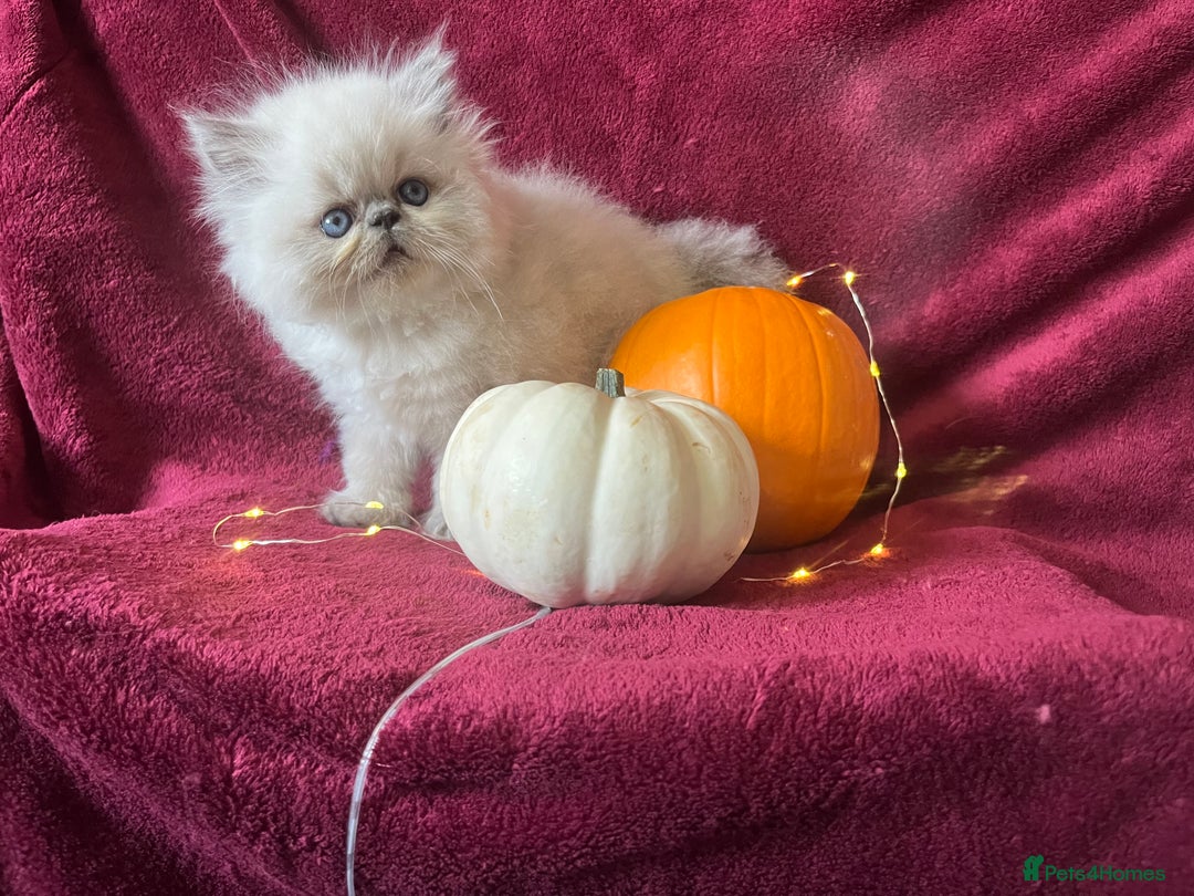 Persian cats for sale: 2 ULTRA AFFECTIONATE COLOURPOINT PERSIAN KITTENS  - Image 9