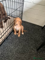 Cocker Spaniel dogs - Advert 11