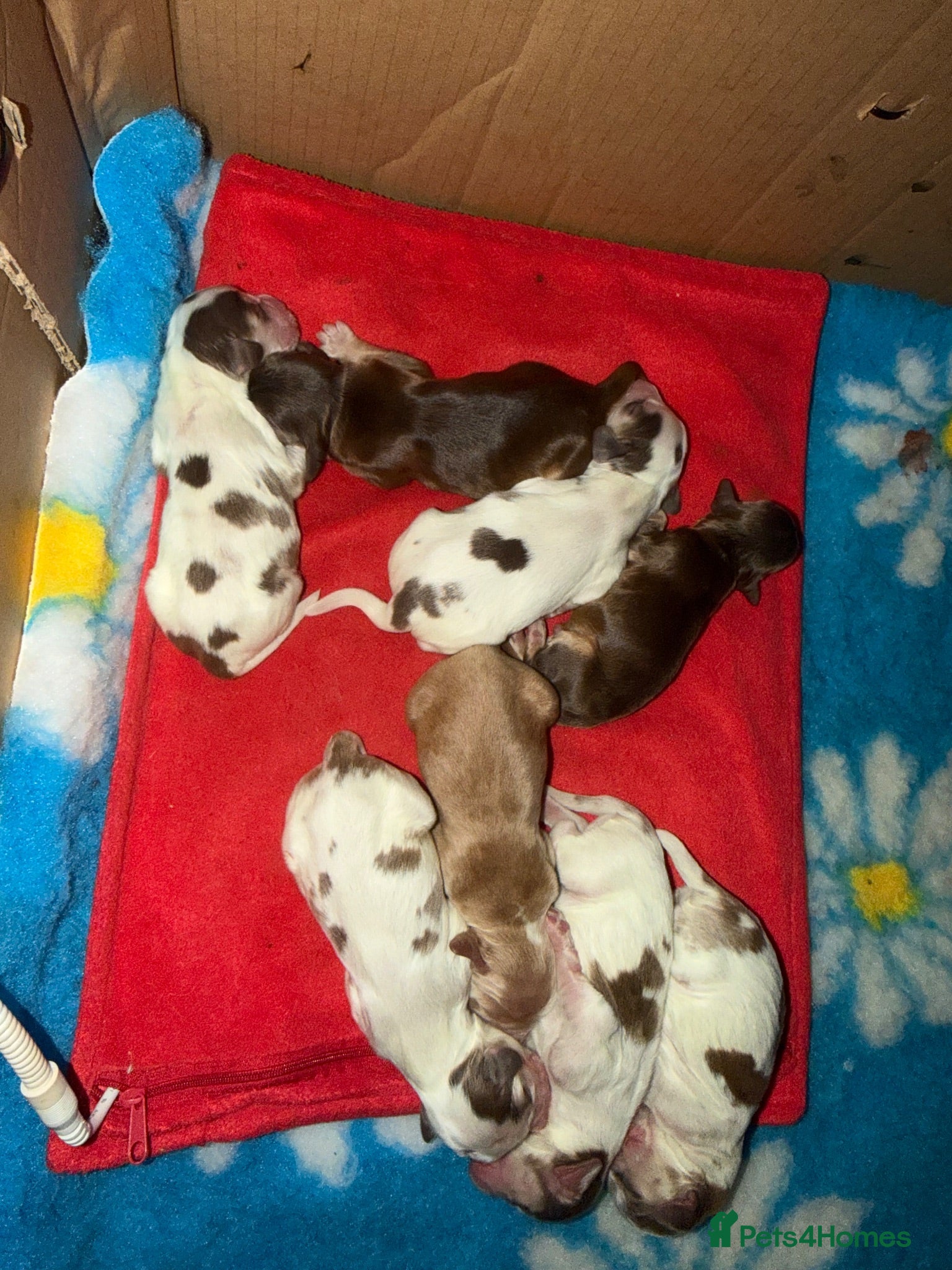 Cocker Spaniel dogs 🐾 SHOW COCKER SPANIEL PUPPIES FORSALE 🐾  - Advert 1