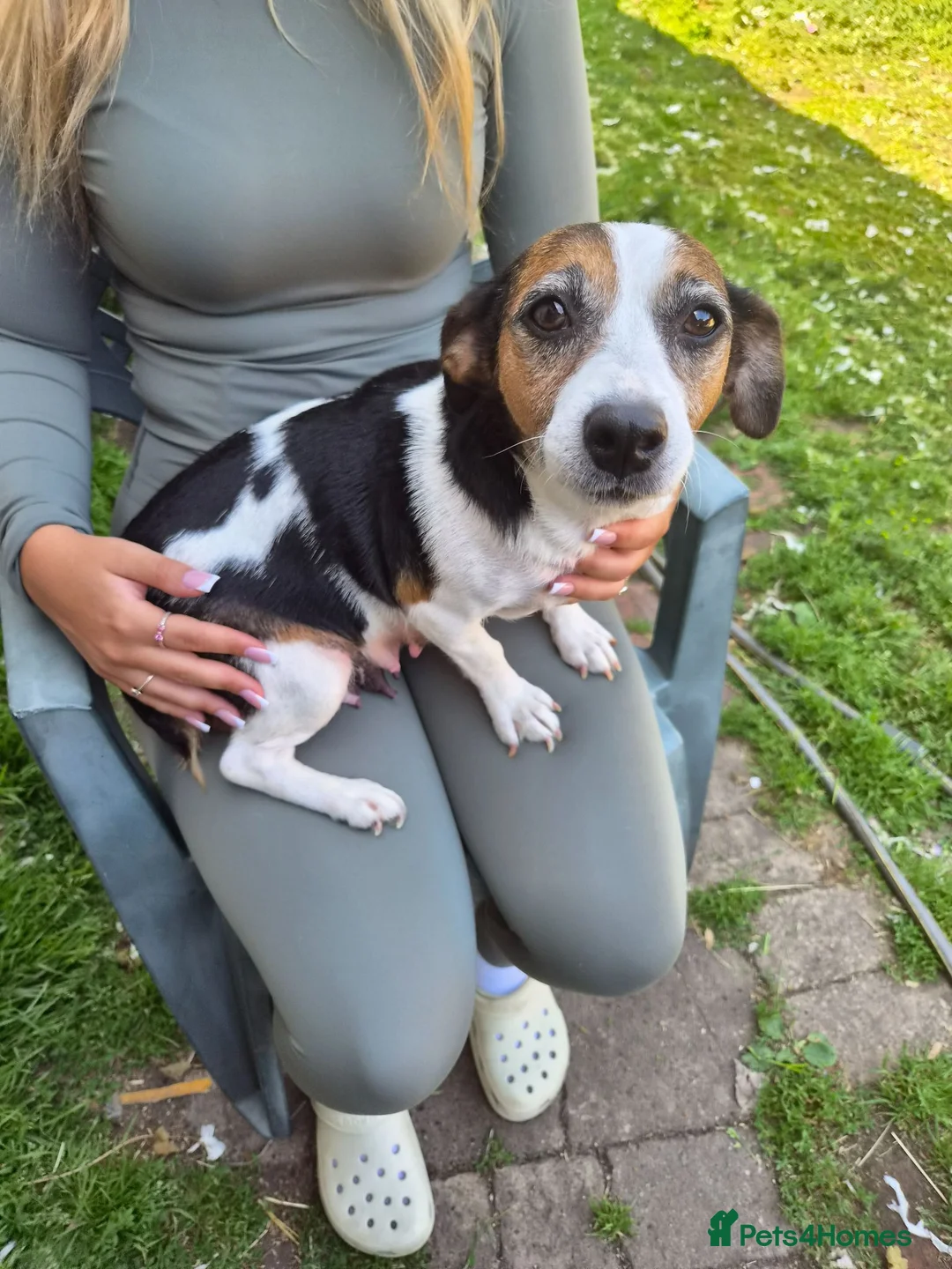 Jack Russell dogs for sale: Jack russells  - Advert 12