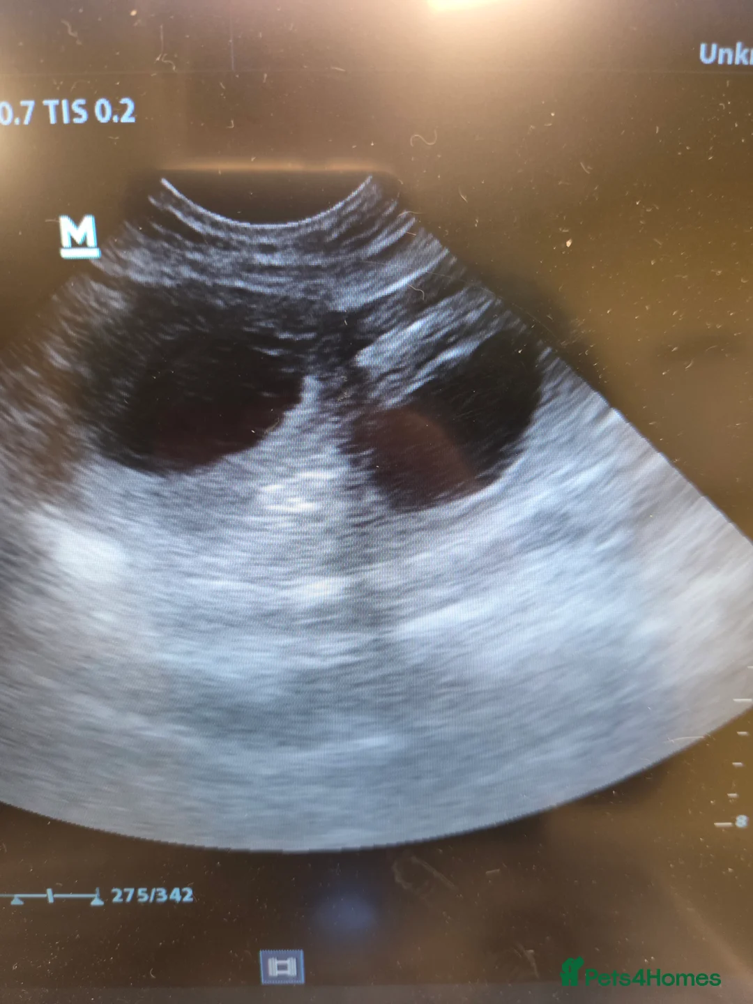 Dalmatian dogs for sale: Exciting litter due mid march! - Advert 3