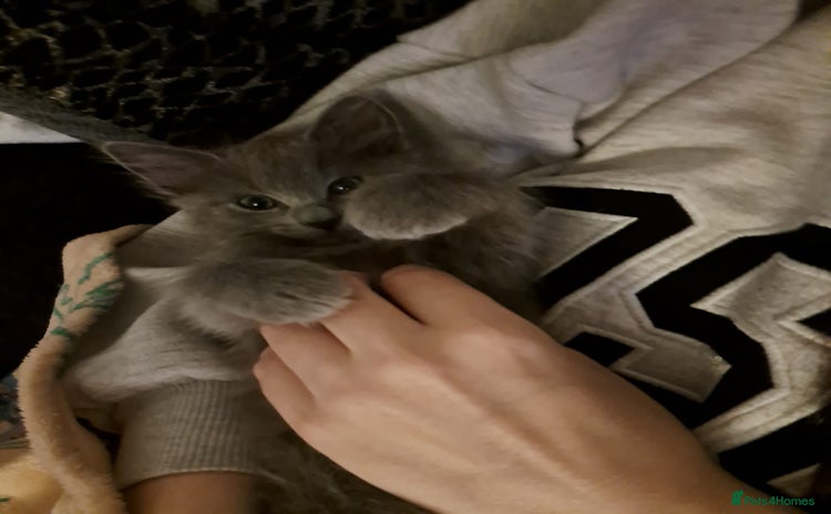 Ragdoll cats - Advert 6