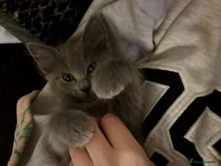 Ragdoll cats - Advert 1