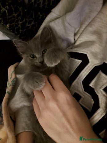 Ragdoll cats - Advert 1