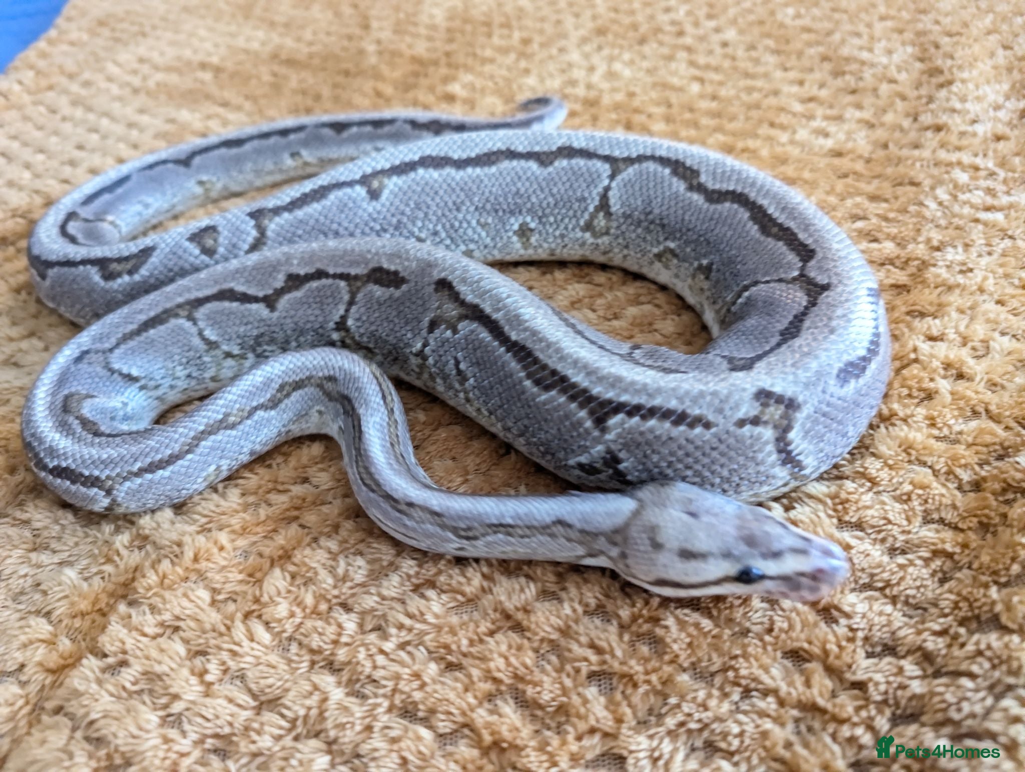 Python Snake reptiles Orange dream pinstripe yellow belly 100 het DG - Advert 1