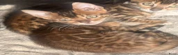 Bengal cats for sale: 2 stunning tica active male kittens. Ready to go - Advert 21