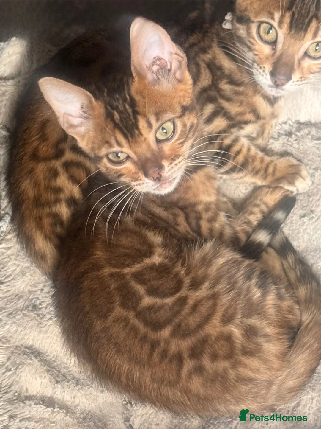 Bengal cats for sale: 2 stunning tica active male kittens. Ready to go - Advert 21