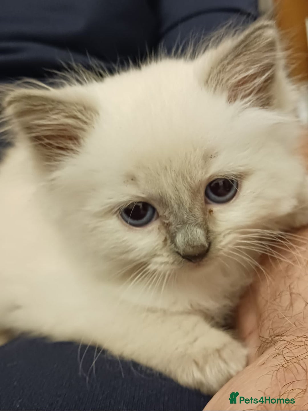 Ragdoll cats for sale: CUTE BLUE C/P RAGDOLL KITTENS  - Advert 1
