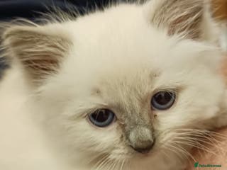 Ragdoll cats CUTE BLUE C/P RAGDOLL KITTENS - Advert 13