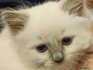 Ragdoll cats CUTE BLUE C/P RAGDOLL KITTENS - Advert 2