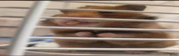 Hamster rodents for sale: Syrian Hamster  - Advert 2
