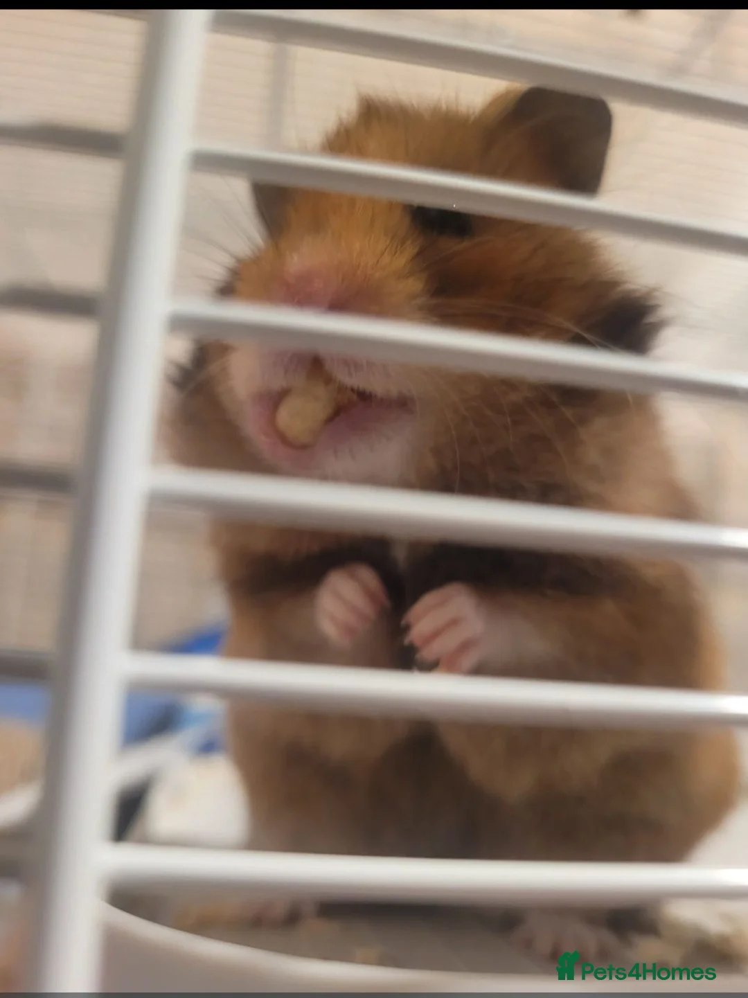 Hamster rodents for sale: Syrian Hamster  - Advert 2