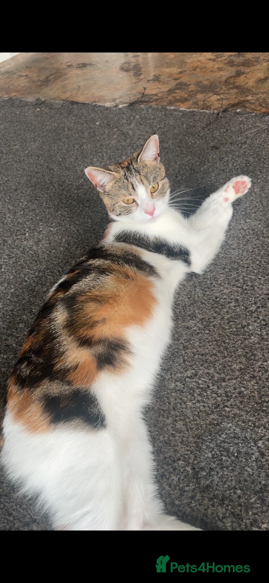Domestic Shorthair cats Domestic Shorthair kittens - Advert 3