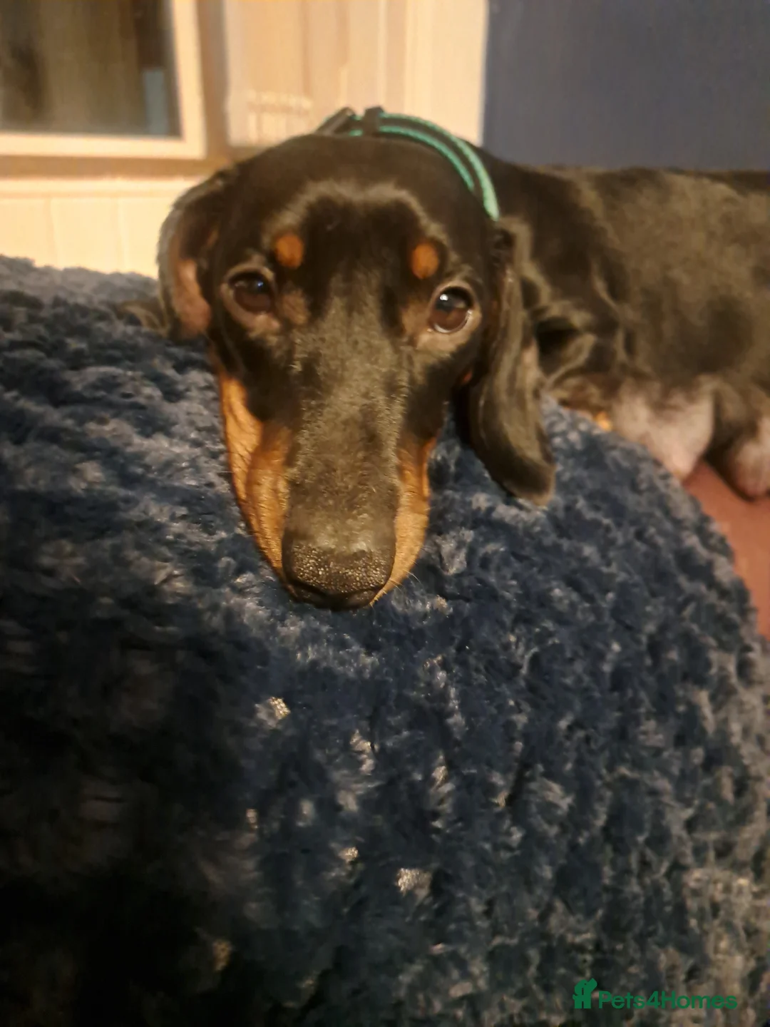Miniature Dachshund dogs for sale: Minature Dachshund Puppies 1 boy remaining - Advert 2