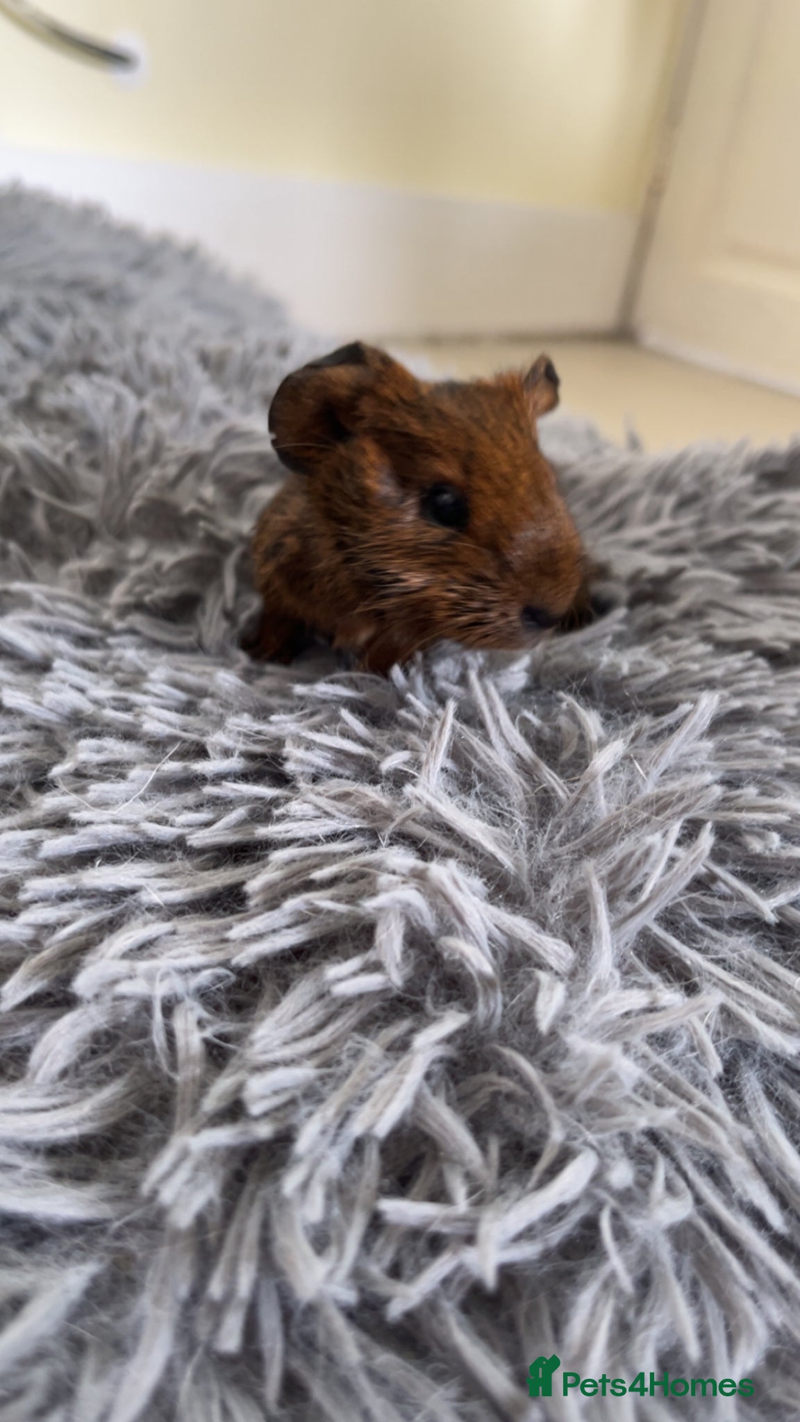 Guinea Pig rodents BABY GUINEA PIGS  - Advert 16