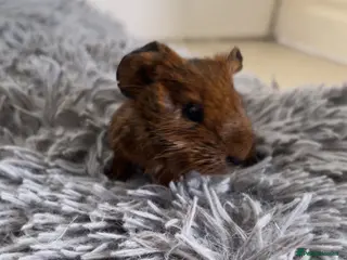 Guinea Pig rodents BABY GUINEA PIGS - Advert 10