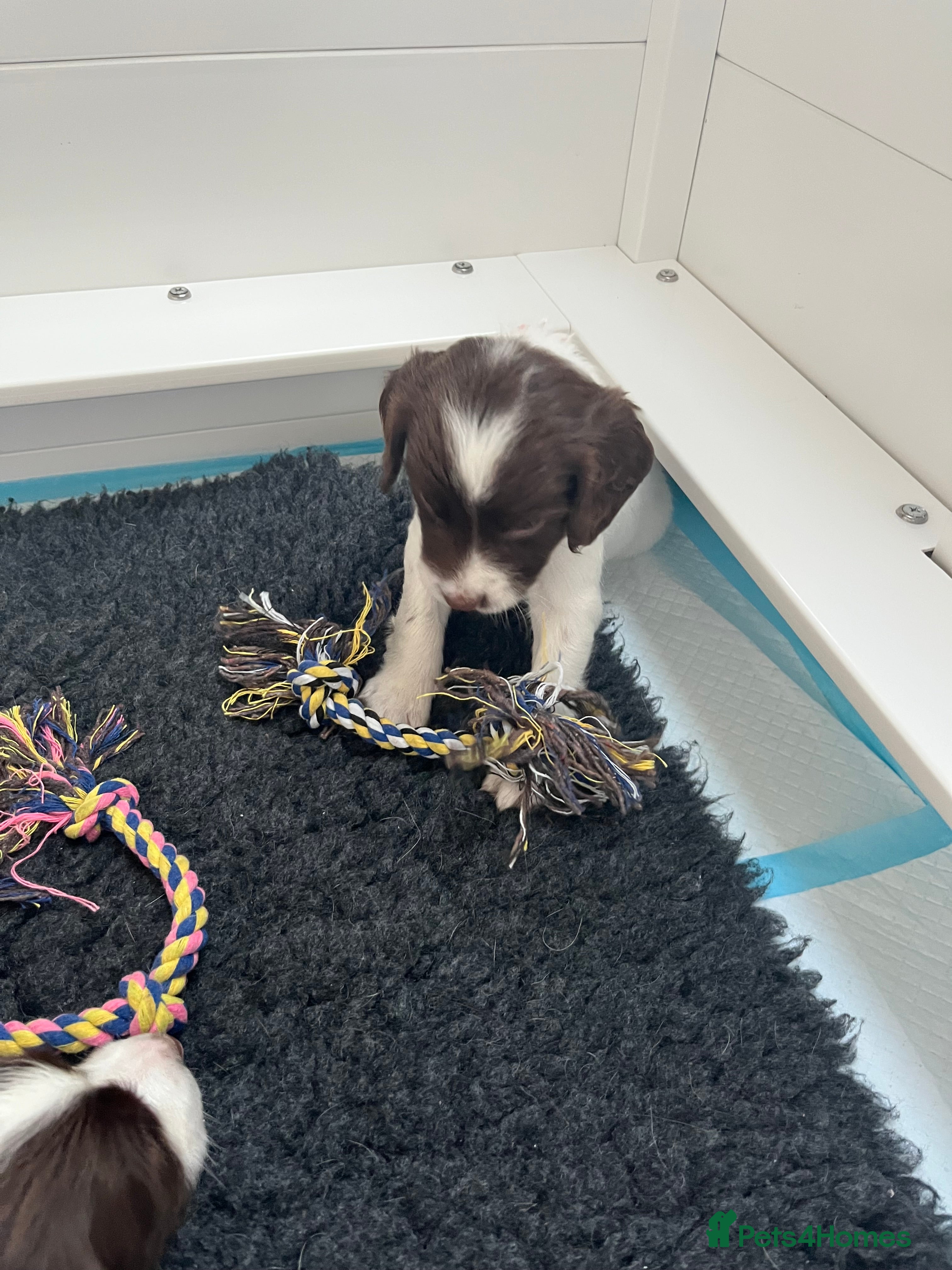 English Springer Spaniel dogs Exceptional English Springer Spaniel - Advert 2